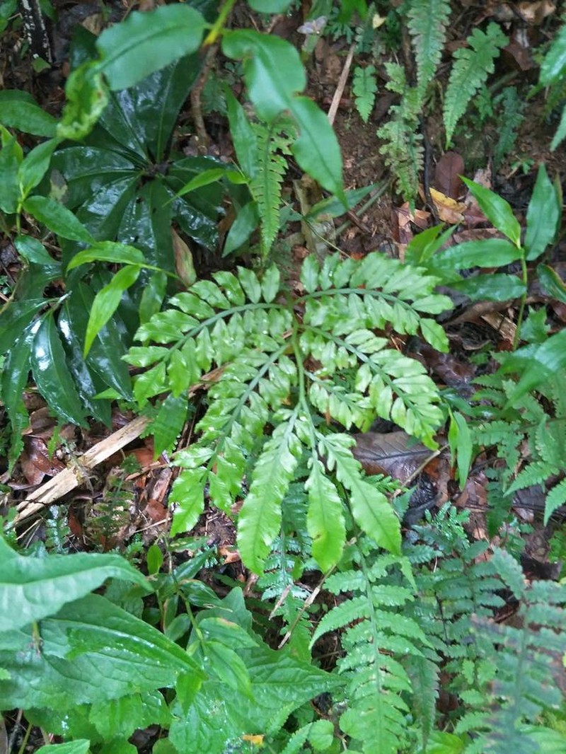 Angiopteris lygodiifolia photo 2