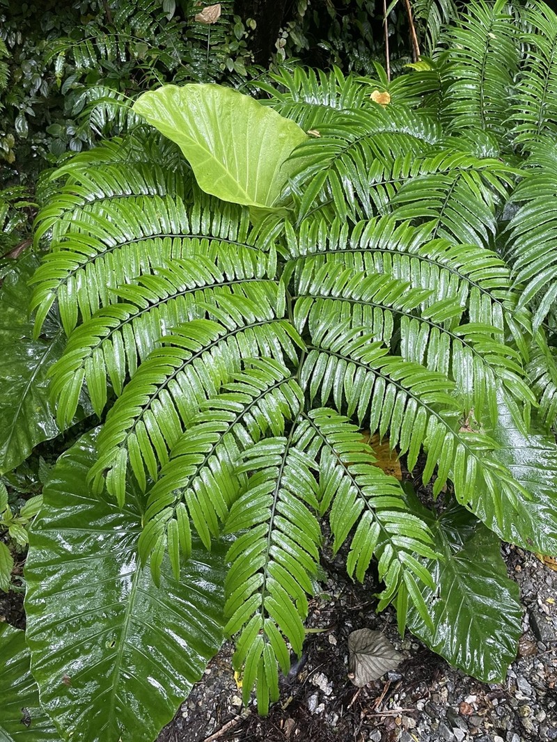 Angiopteris lygodiifolia photo 3