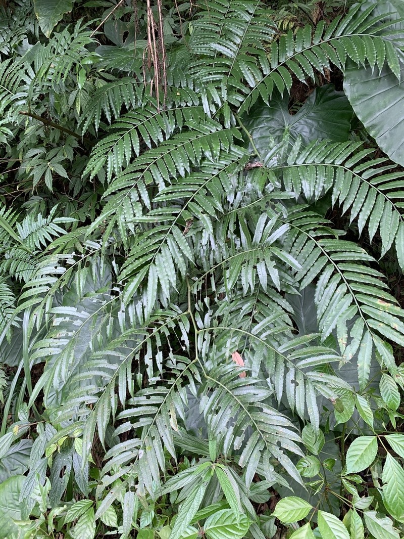 Angiopteris lygodiifolia photo 4