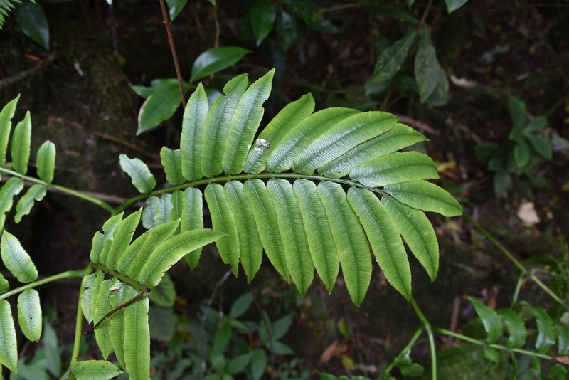 Angiopteris madagascariensis