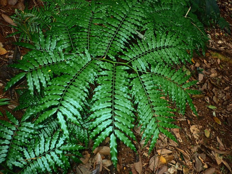 Angiopteris madagascariensis photo 2