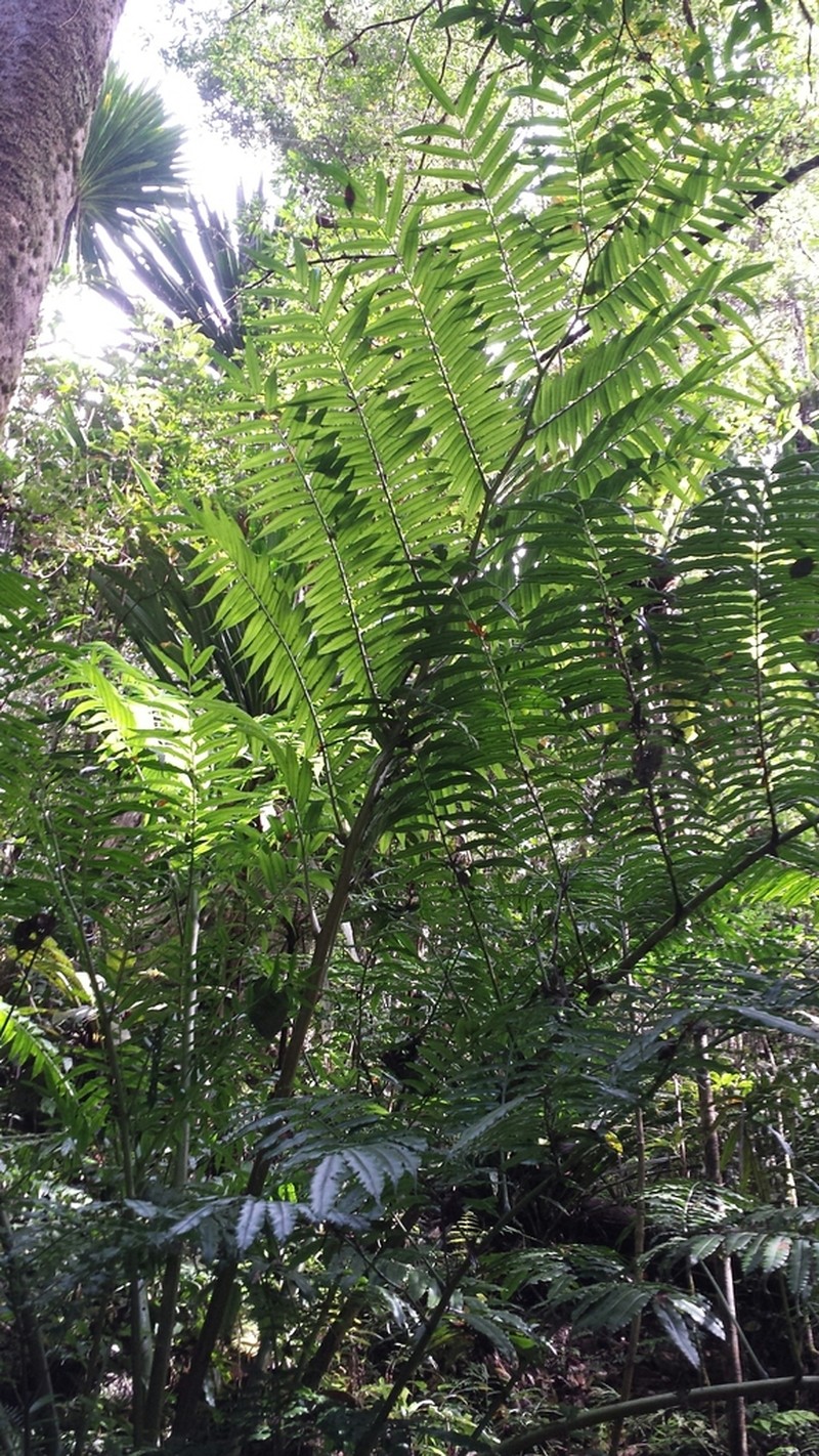 Angiopteris madagascariensis photo 3