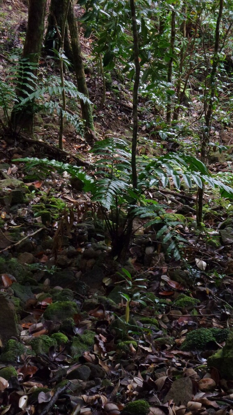 Angiopteris madagascariensis photo 4