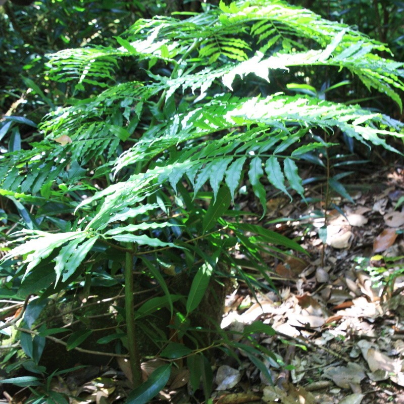 Angiopteris madagascariensis photo 5