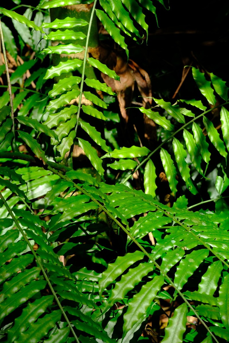 Angiopteris madagascariensis photo 6