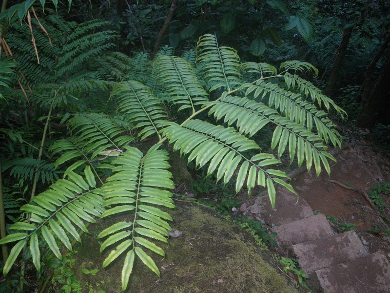 Angiopteris madagascariensis photo 7