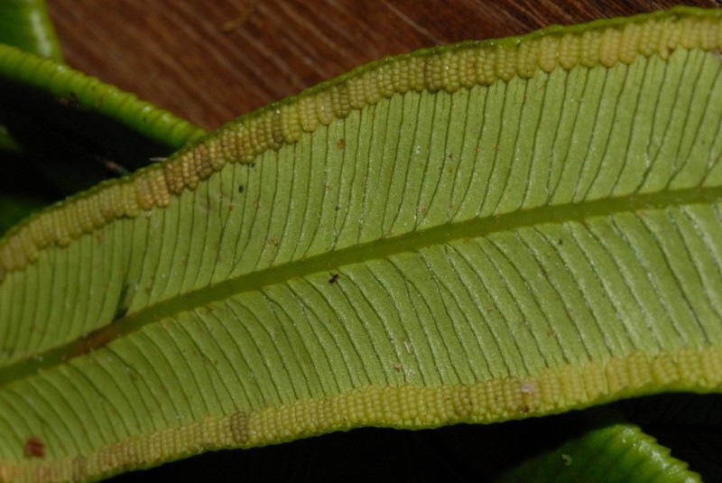 Angiopteris madagascariensis photo 8
