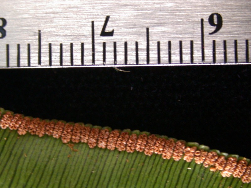 Angiopteris marchionica photo 3