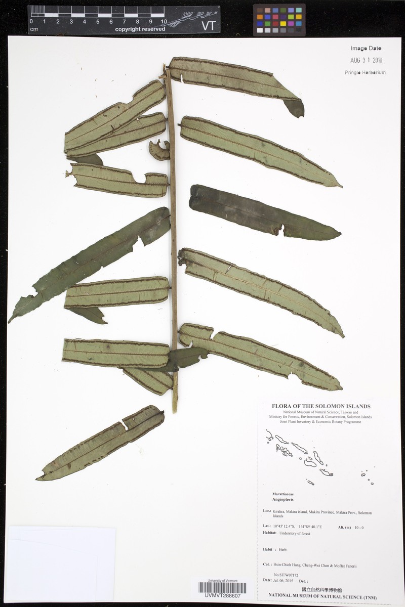 Angiopteris microura