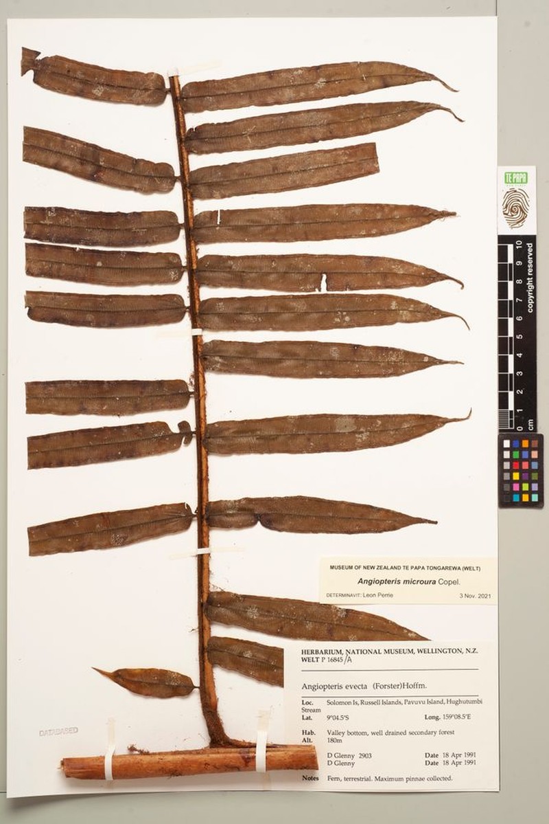 Angiopteris microura photo 3