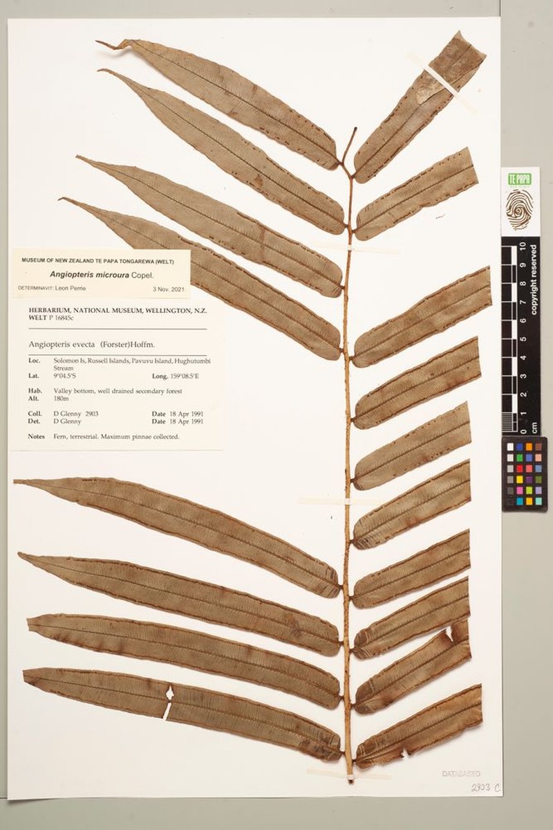 Angiopteris microura photo 4
