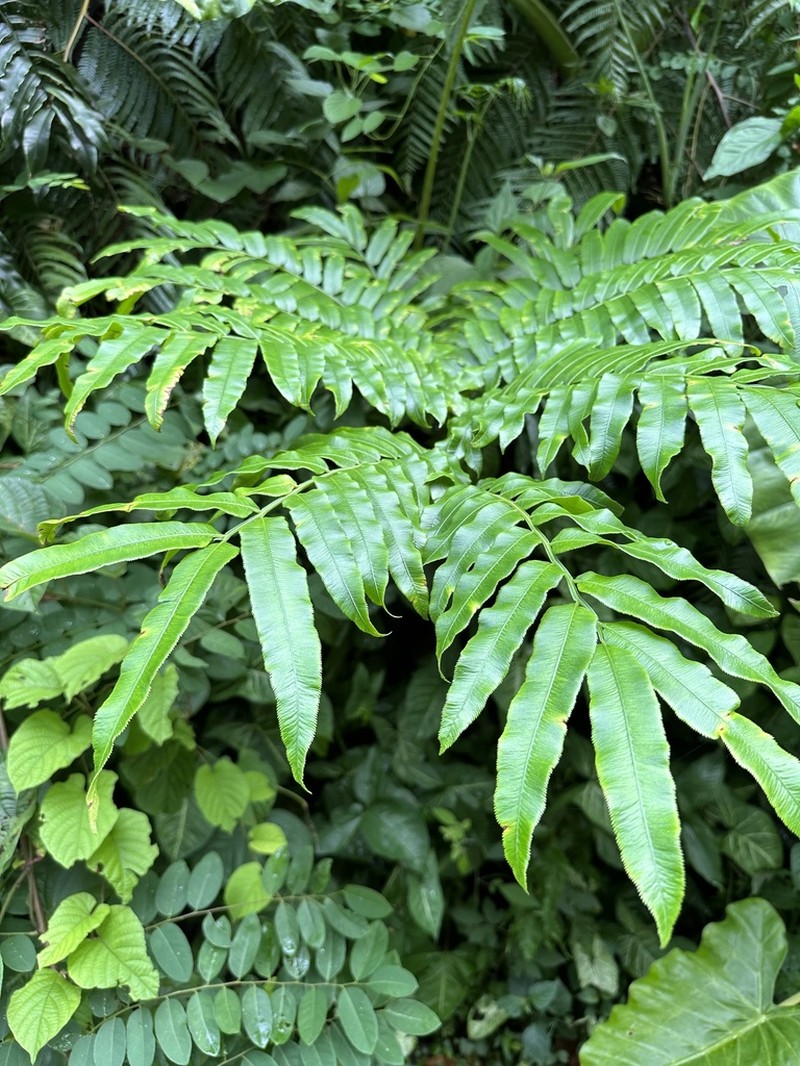Angiopteris oblanceolata