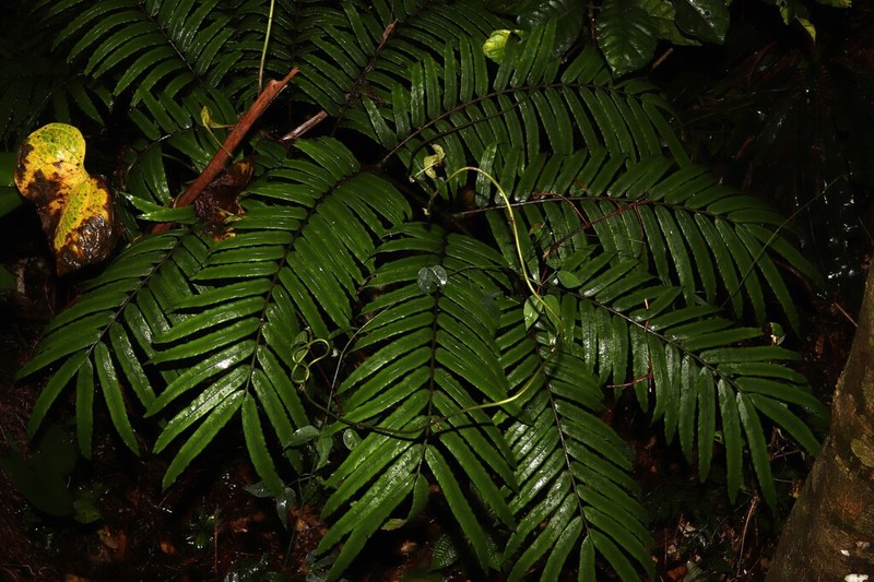 Angiopteris opaca
