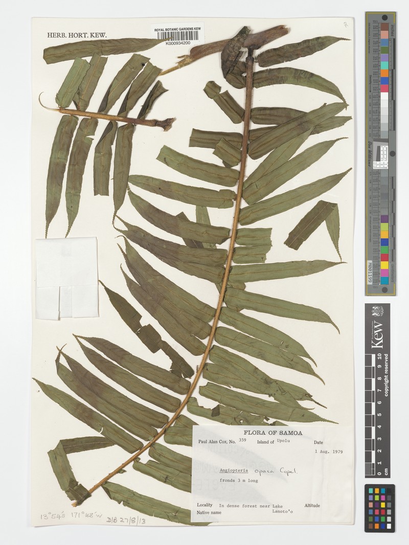 Angiopteris opaca photo 2