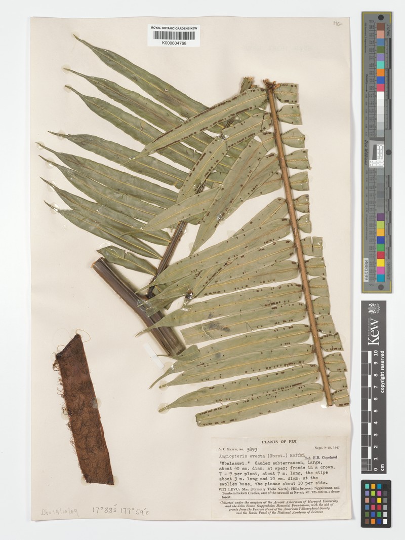 Angiopteris opaca photo 3