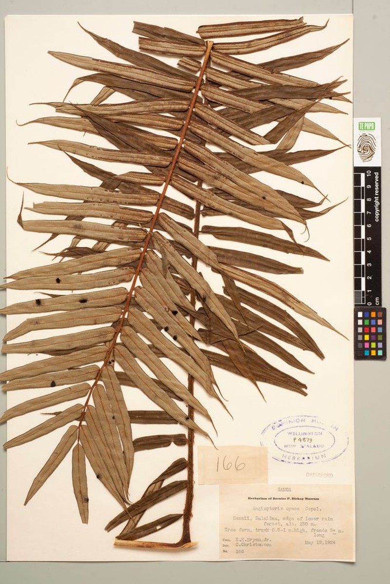 Angiopteris opaca