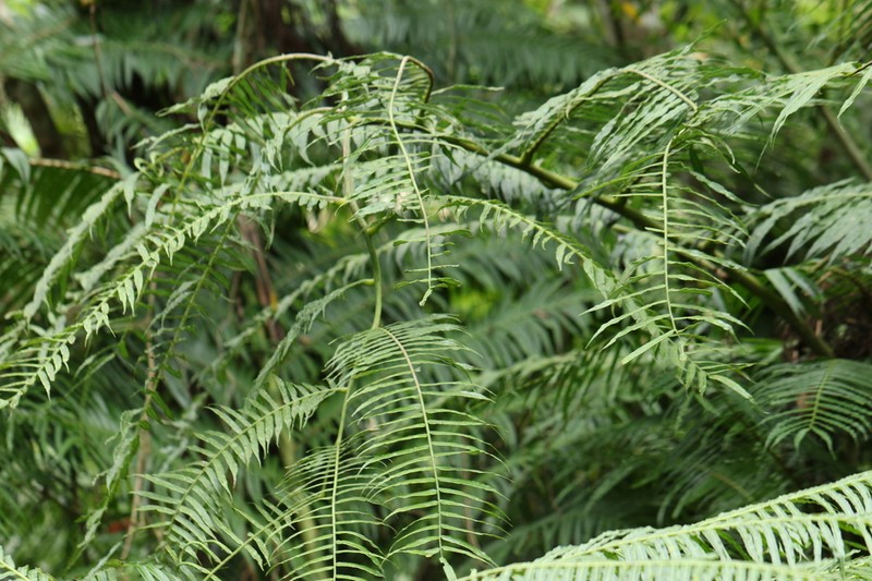 Angiopteris palmiformis