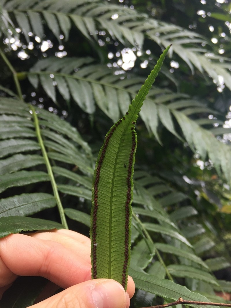 Angiopteris palmiformis photo 2