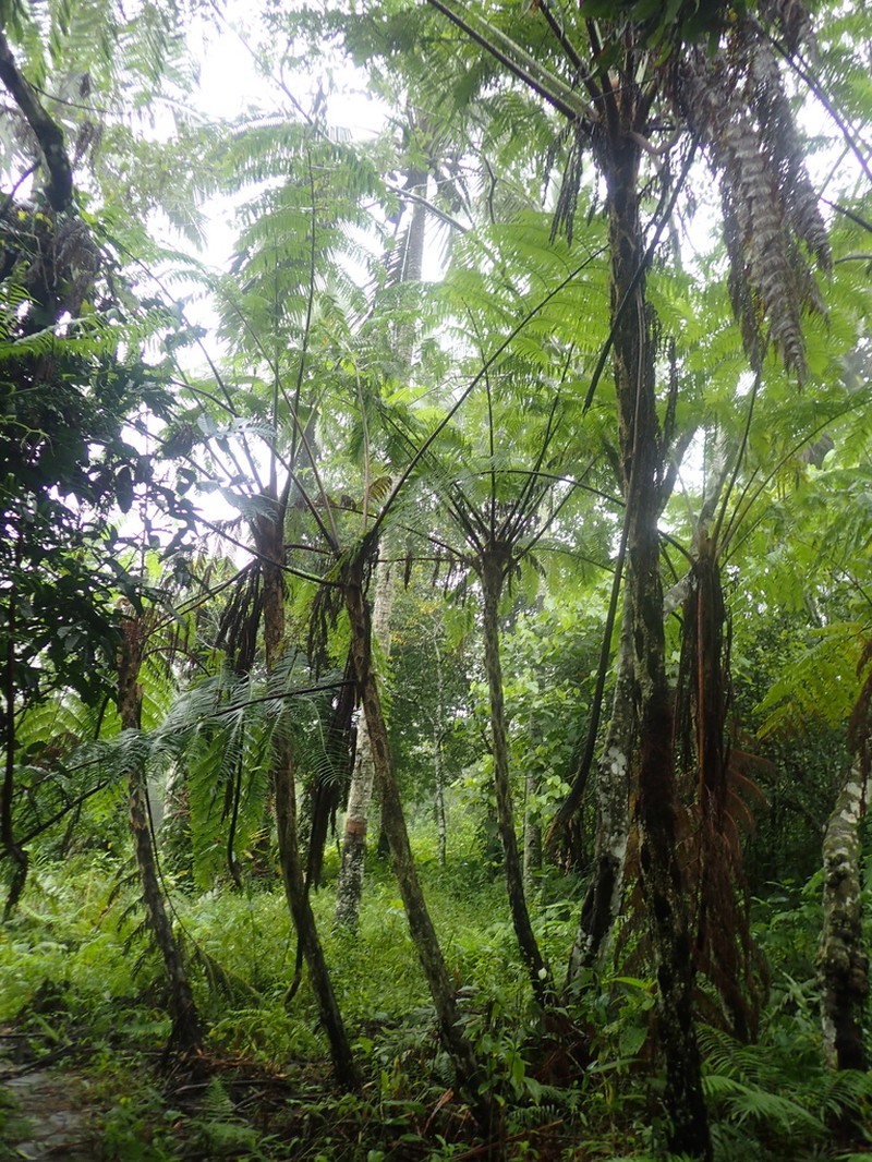 Angiopteris palmiformis photo 3