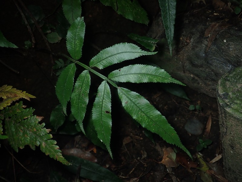 Angiopteris palmiformis photo 4