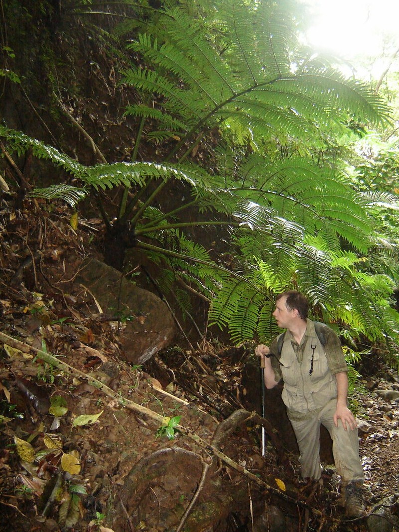 Angiopteris palmiformis photo 5