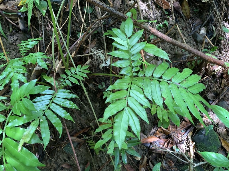 Angiopteris palmiformis photo 7