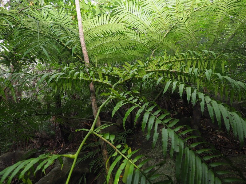 Angiopteris palmiformis photo 8