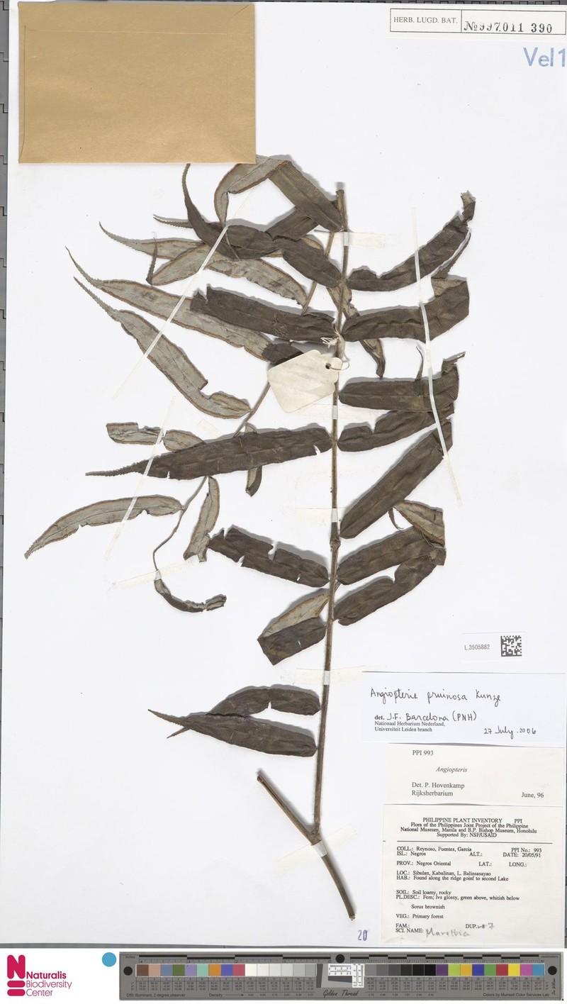 Angiopteris pruinosa photo 3
