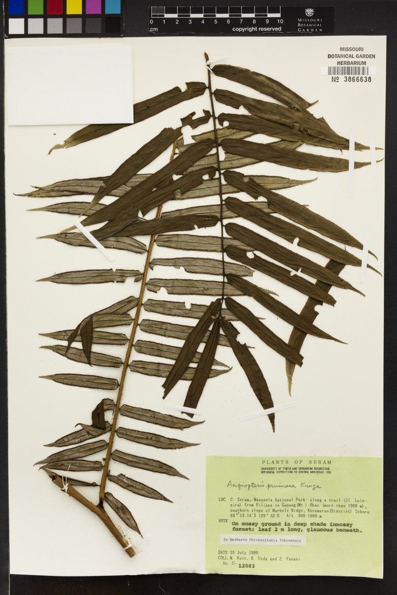 Angiopteris pruinosa photo 5