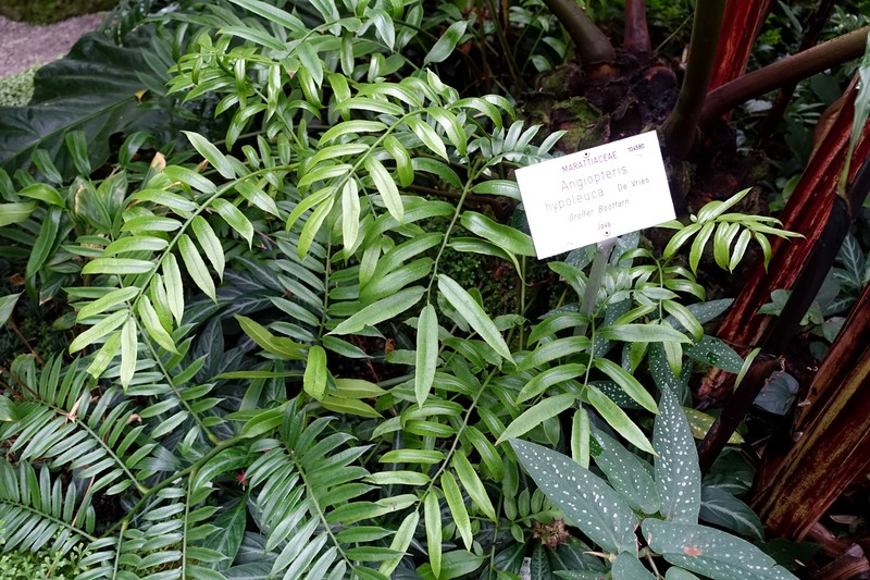 Angiopteris pruinosa