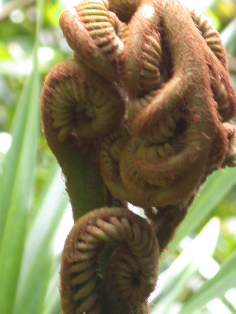 Angiopteris rapensis