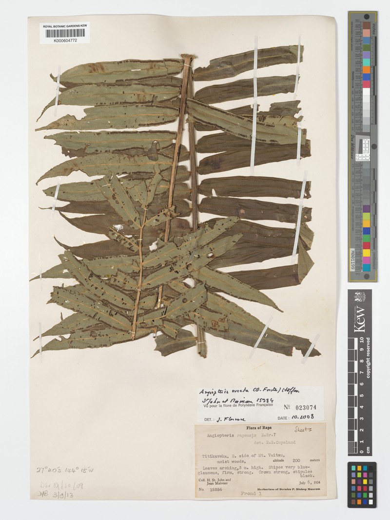 Angiopteris rapensis photo 2