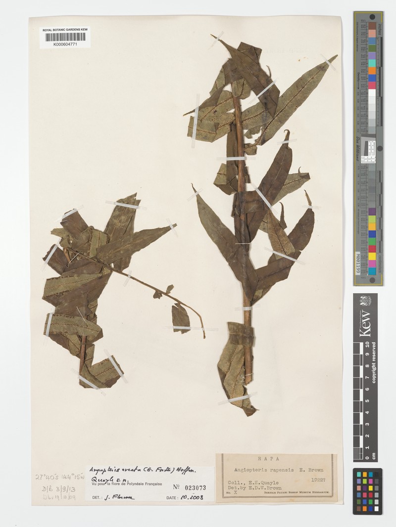 Angiopteris rapensis photo 3