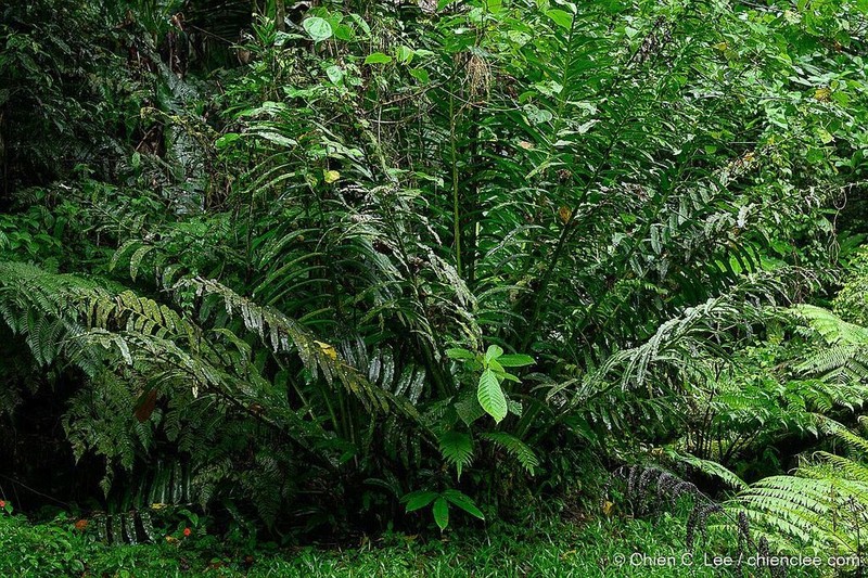 Angiopteris smithii
