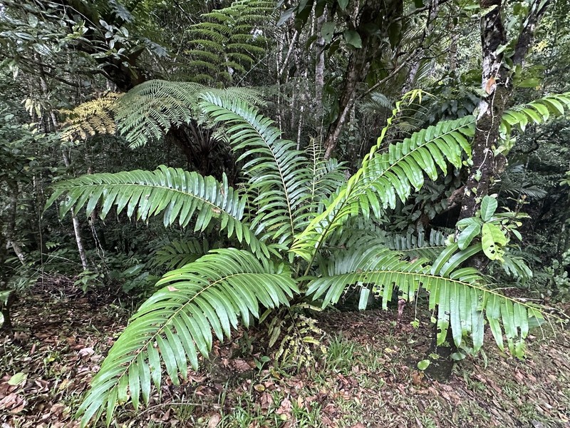 Angiopteris smithii photo 3