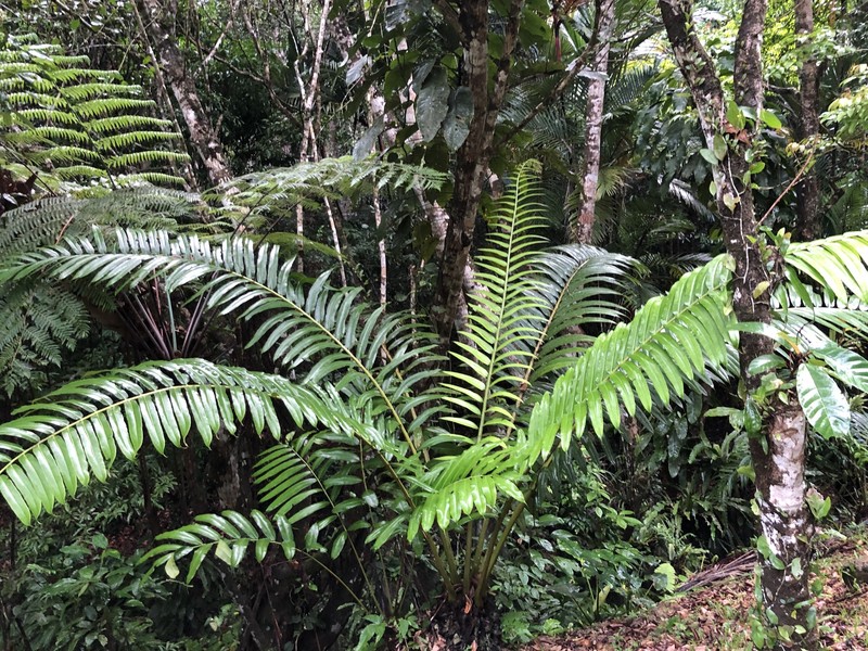 Angiopteris smithii photo 5