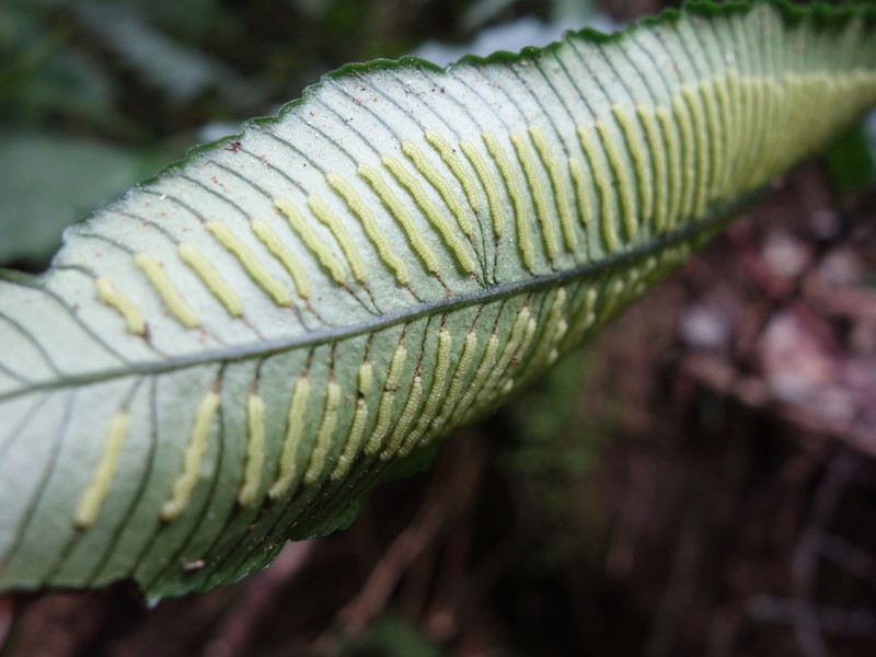 Angiopteris somae photo 3