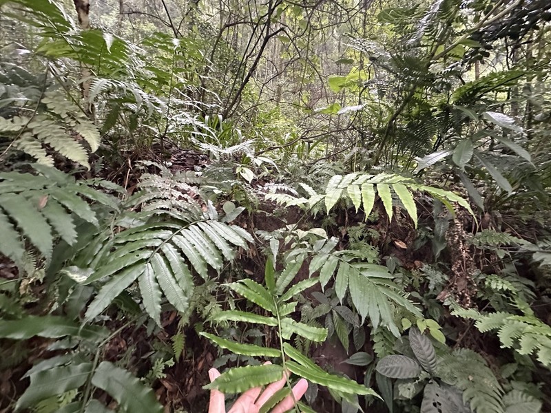 Angiopteris somae photo 4