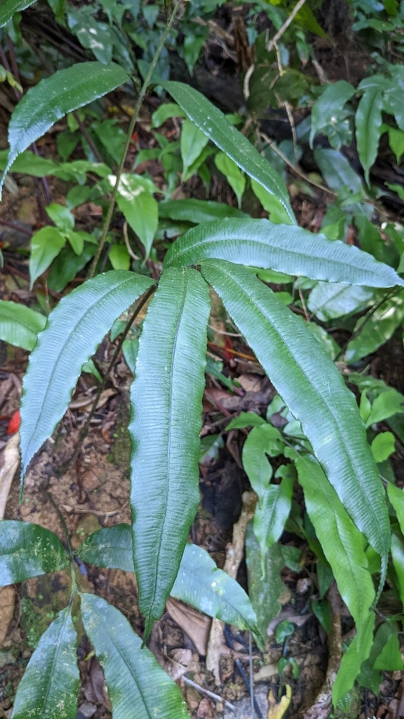 Angiopteris somae photo 5