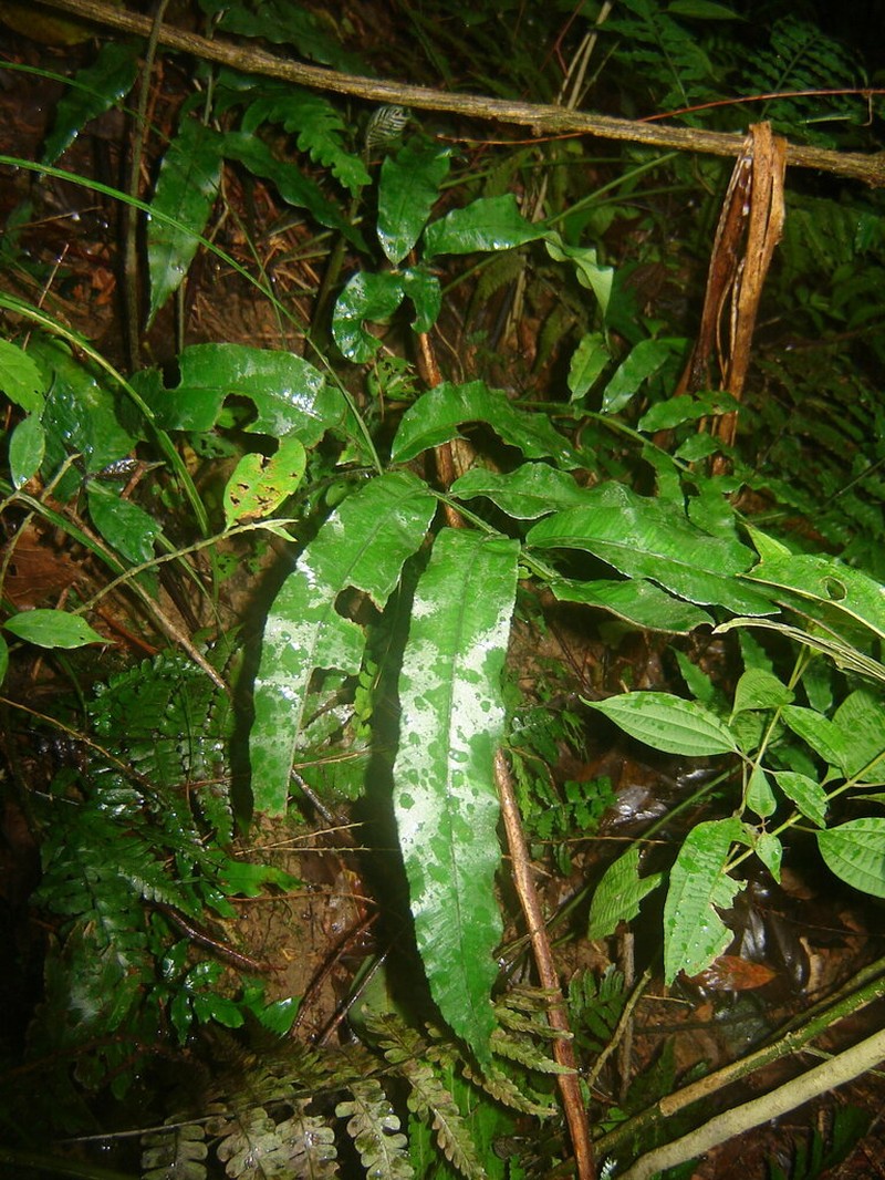 Angiopteris somae photo 6
