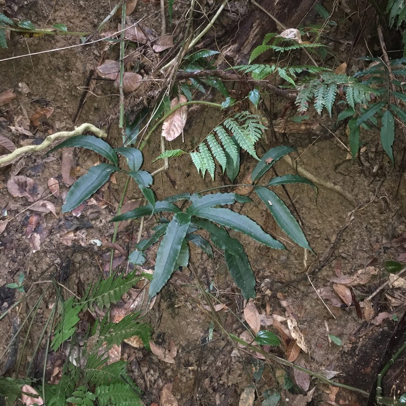 Angiopteris somae photo 7