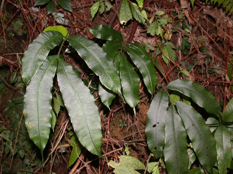 Angiopteris somae photo 8