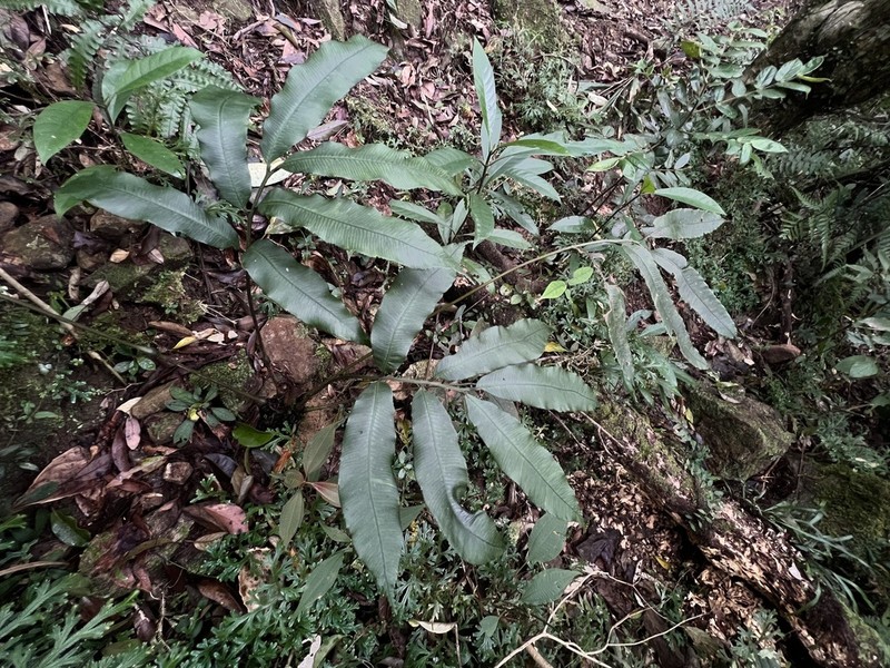 Angiopteris somae