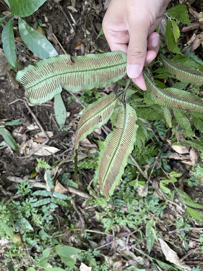 Angiopteris somae photo 2