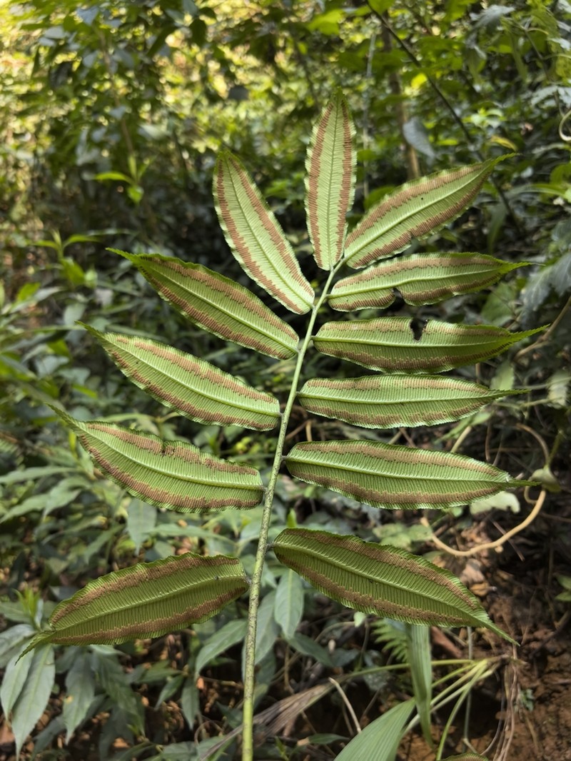 Angiopteris sparsisora