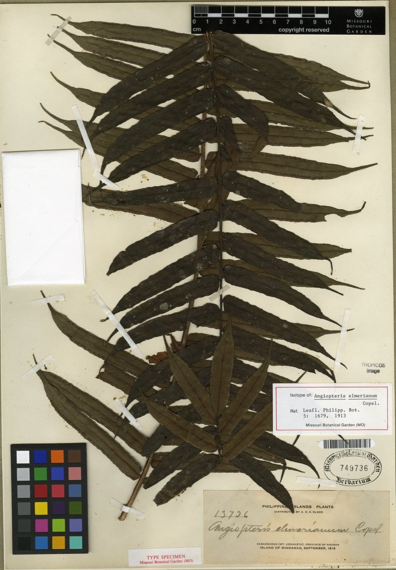Angiopteris subcuspidata