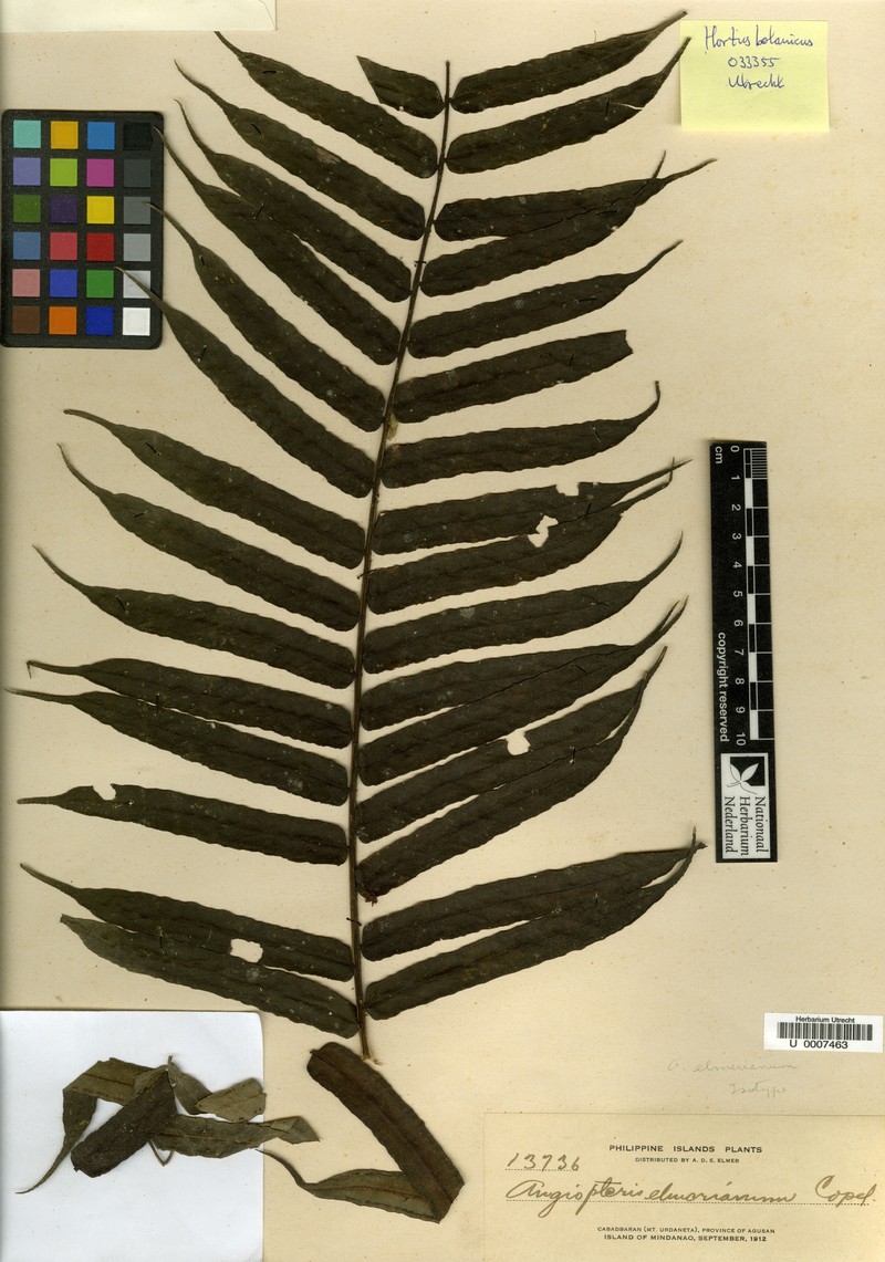 Angiopteris subcuspidata photo 2