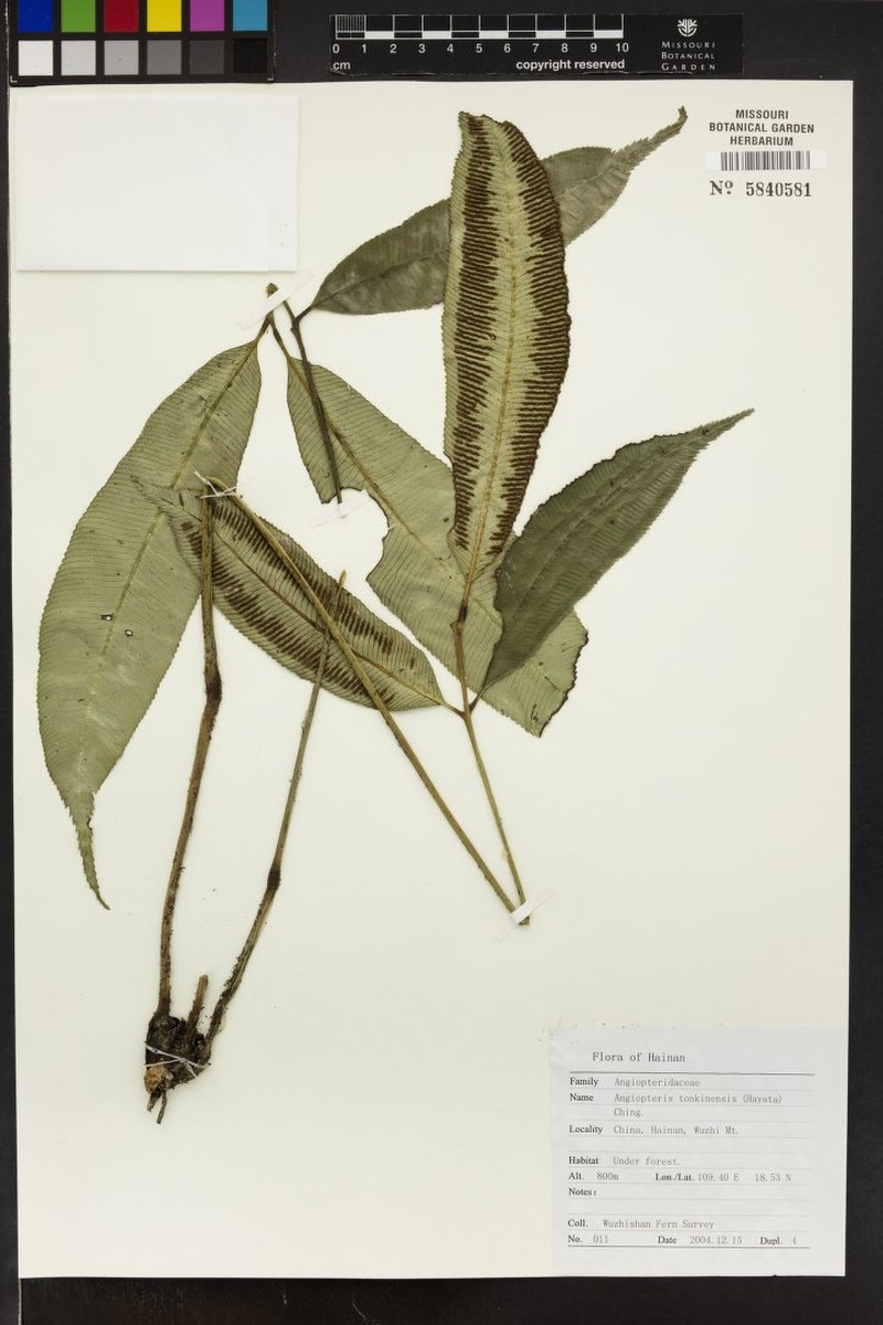 Angiopteris tamdaoensis