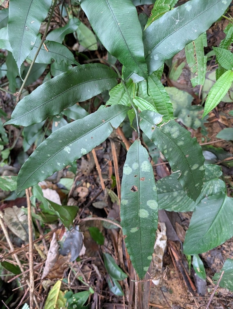 Angiopteris tonkinensis