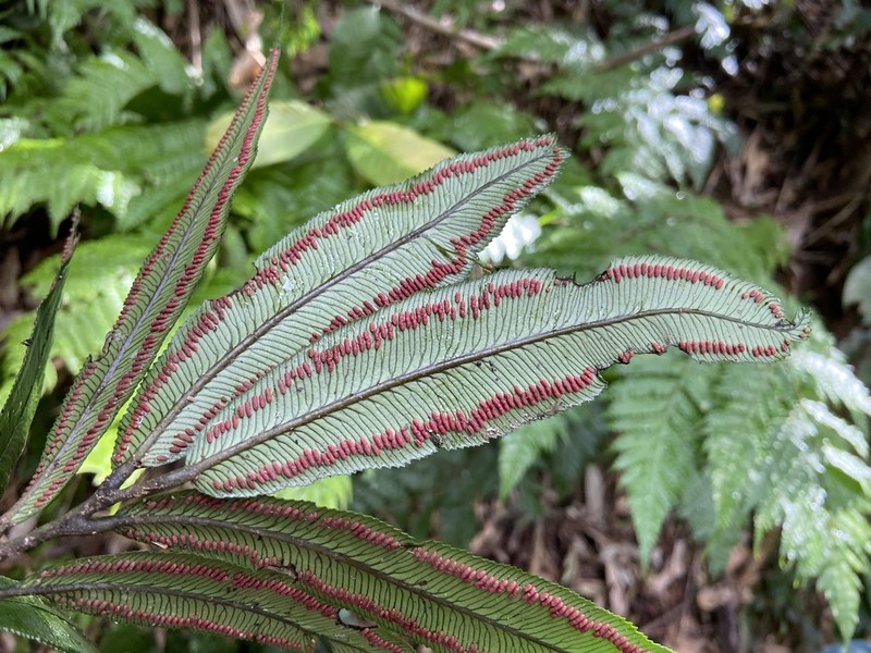 Angiopteris tonkinensis photo 3